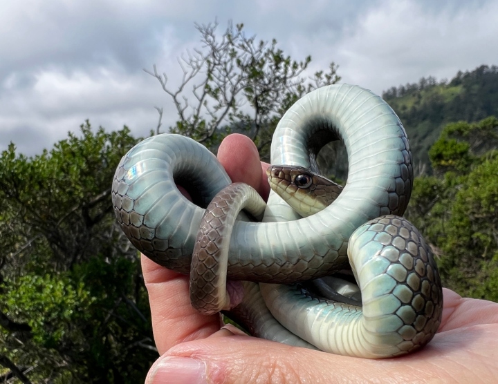 Western Yellowbelly Racer